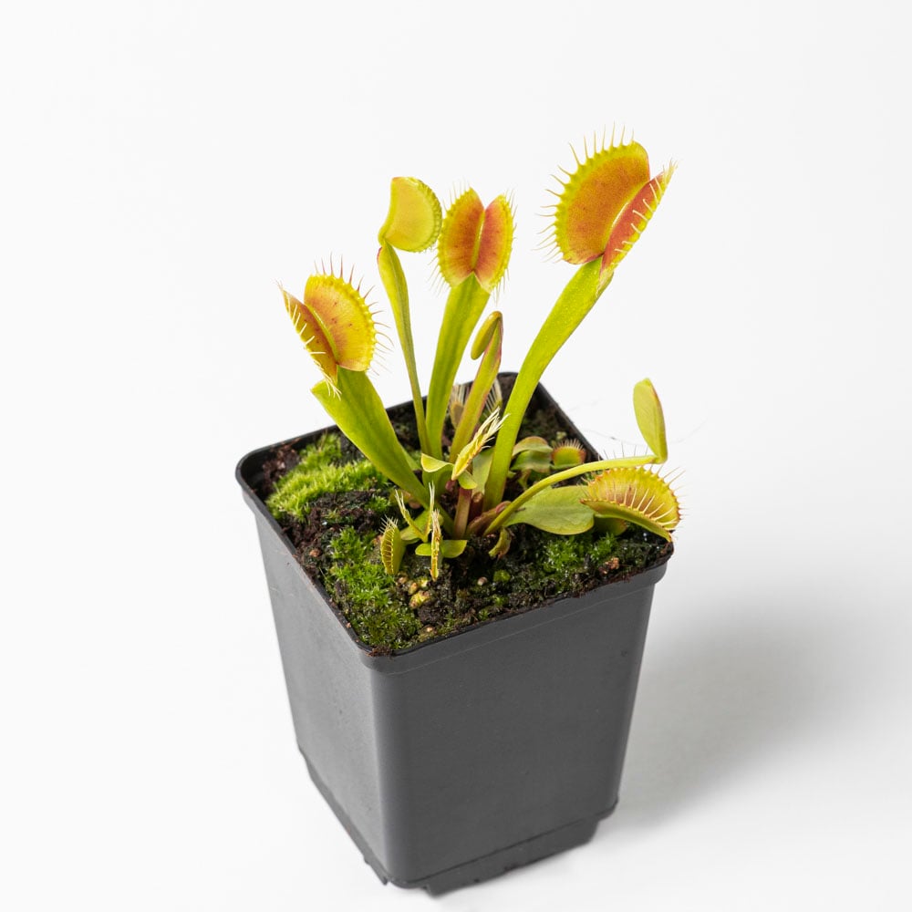 D. muscipula venusvliegenvanger