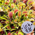 Set Dionaea muscipula (20 Samen + Erde + Topf) (Venusfliegenfalle)