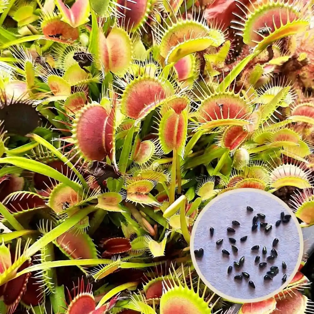 Set Dionaea muscipula (20 Samen + Erde + Topf) (Venusfliegenfalle)