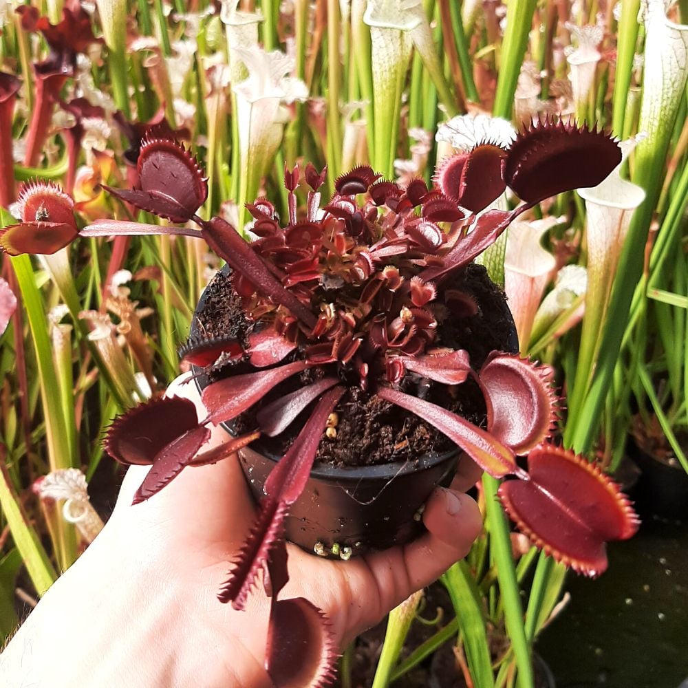 Trev's Rote Dentata