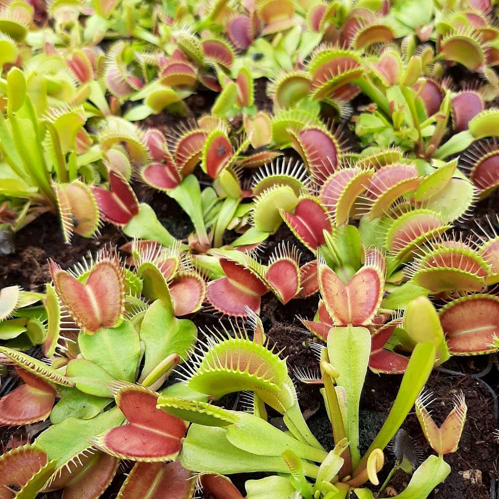 D. muscipula Venusfliegenfalle