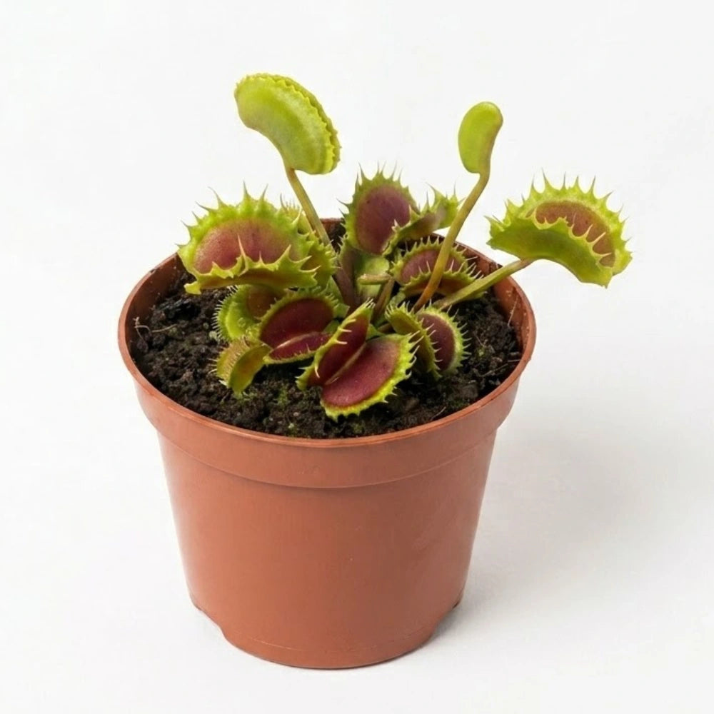 D. muscipula The Zipp