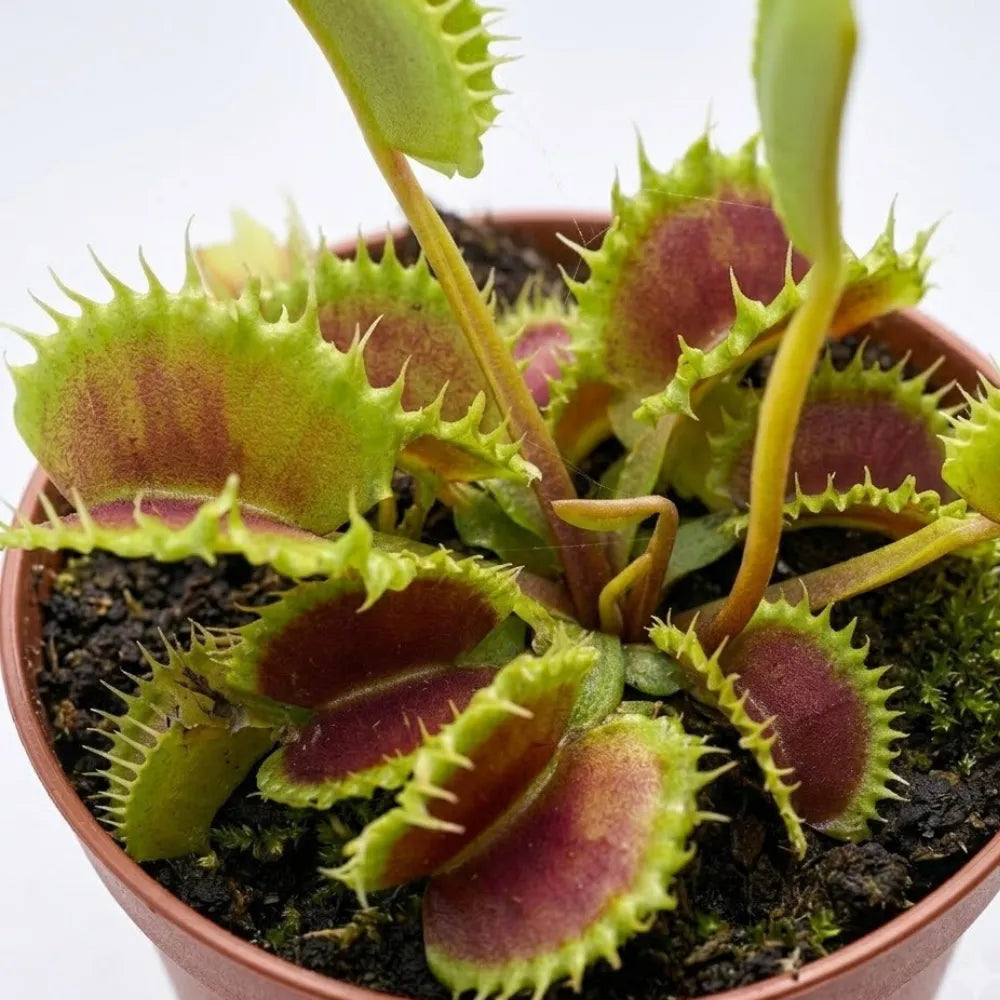 D. muscipula The Zipp