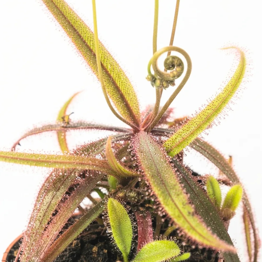 D. adelae