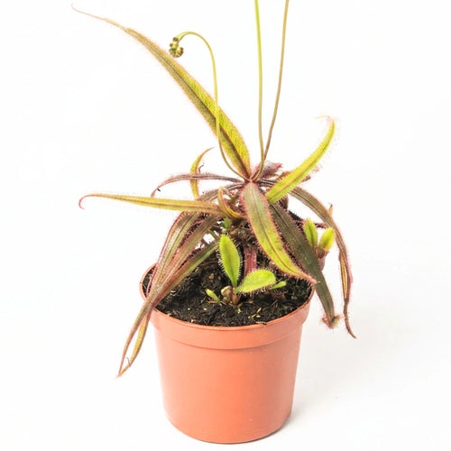 D. adelae