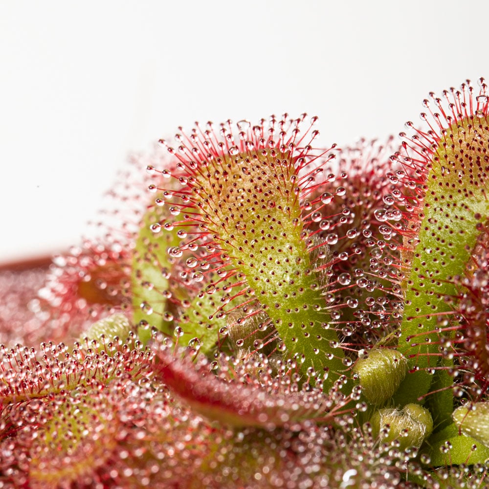 D. aliciae