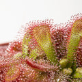 D. aliciae