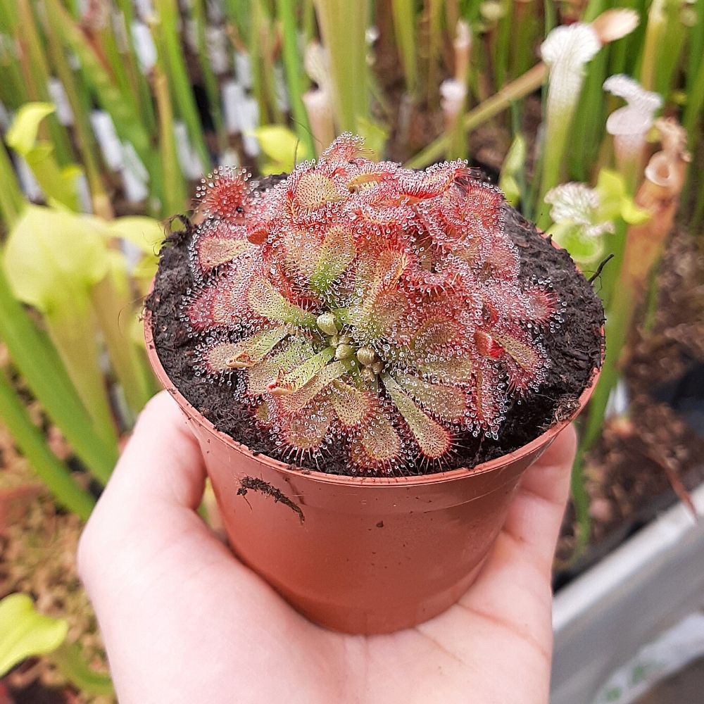 D. aliciae
