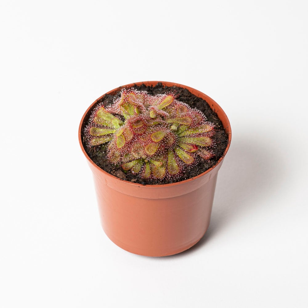 Drosera-Indoor-Paket