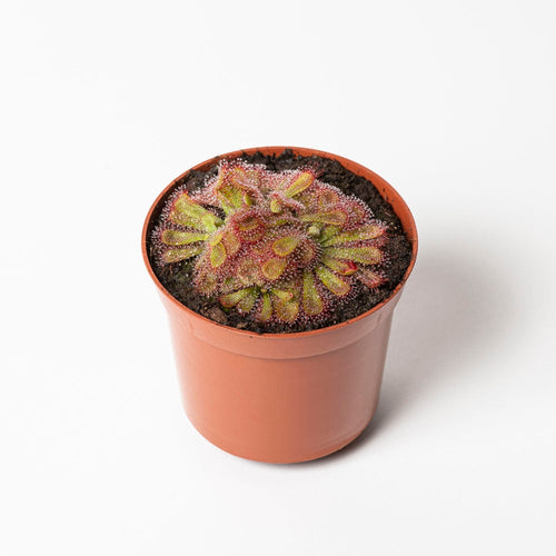 D. aliciae
