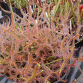 D. binata 'Marston Dragon'