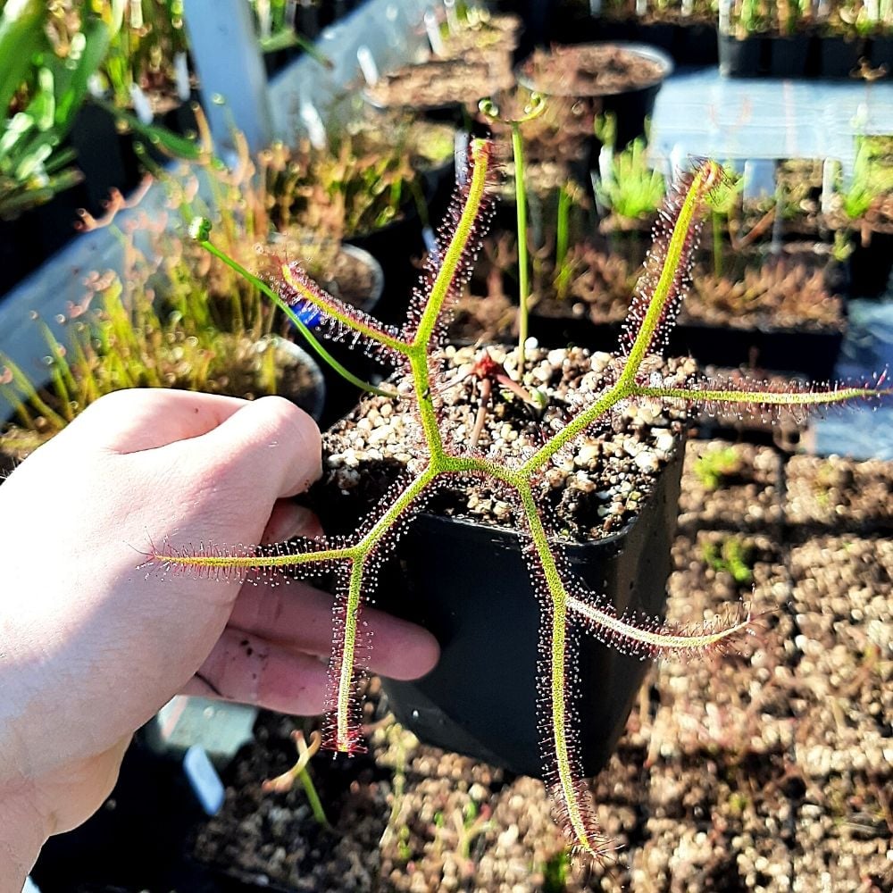 D. binata var. multifida "Pink Flower"