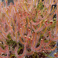 D. binata „T-Form“