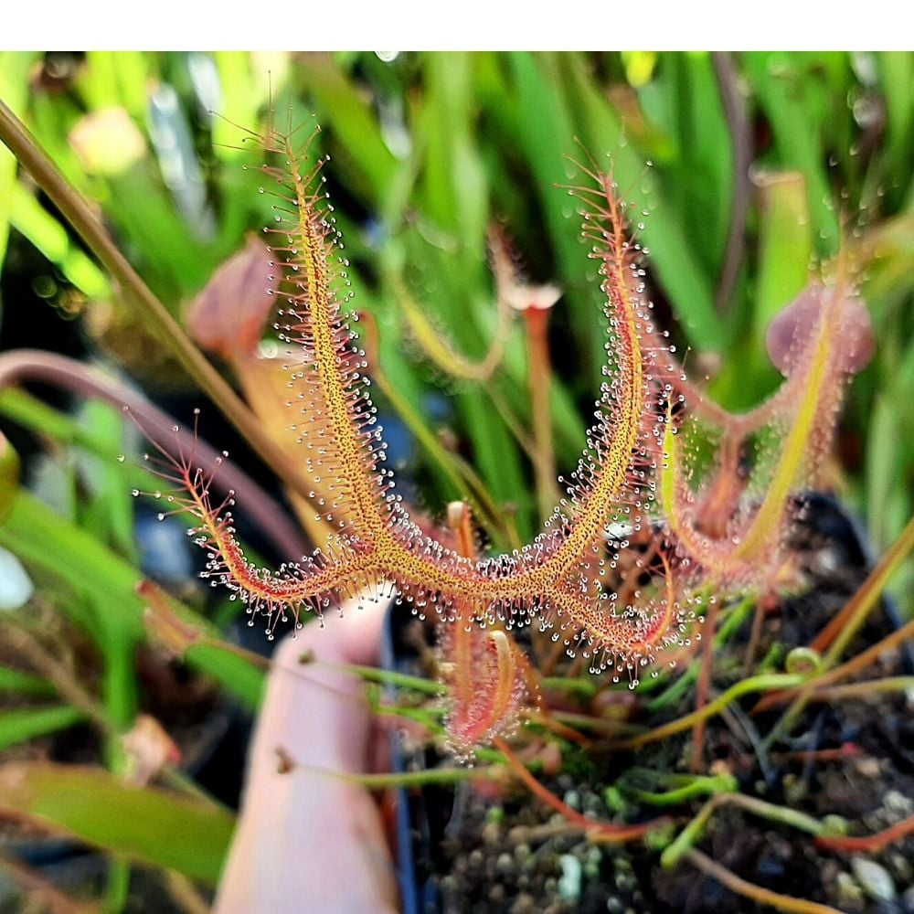 D. binata var. dichotoma "Giant"