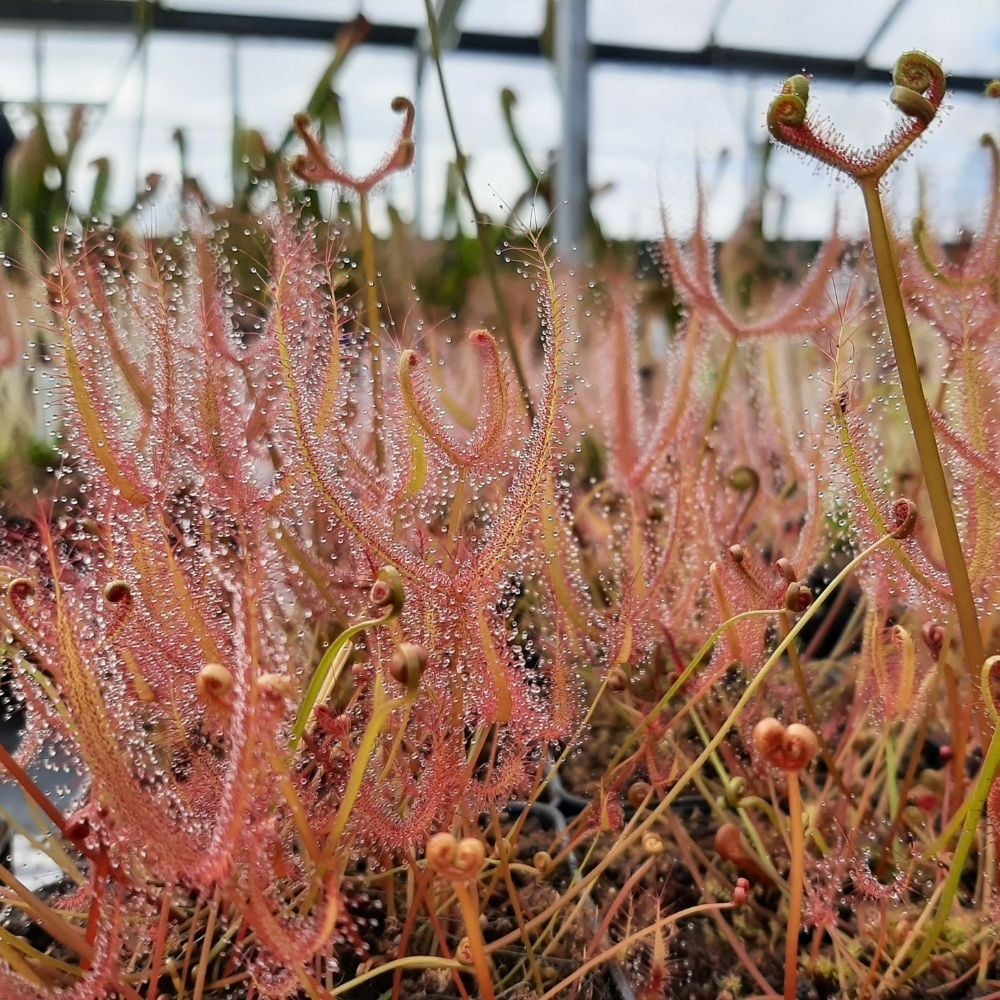 D. binata var. dichotoma "Giant"