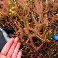 D. binata var. dichotoma "Giant"