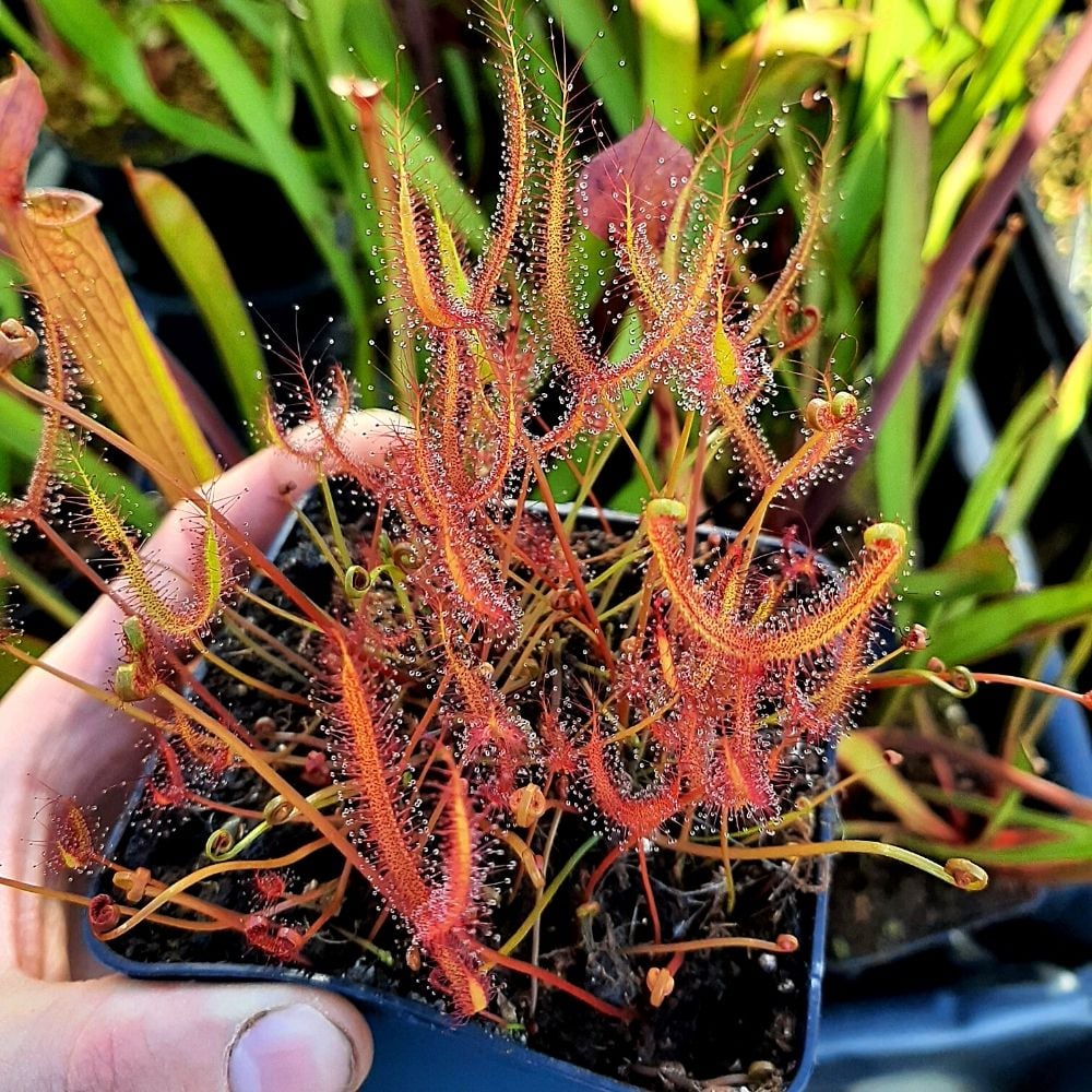 D. binata var. dichotoma "Giant"