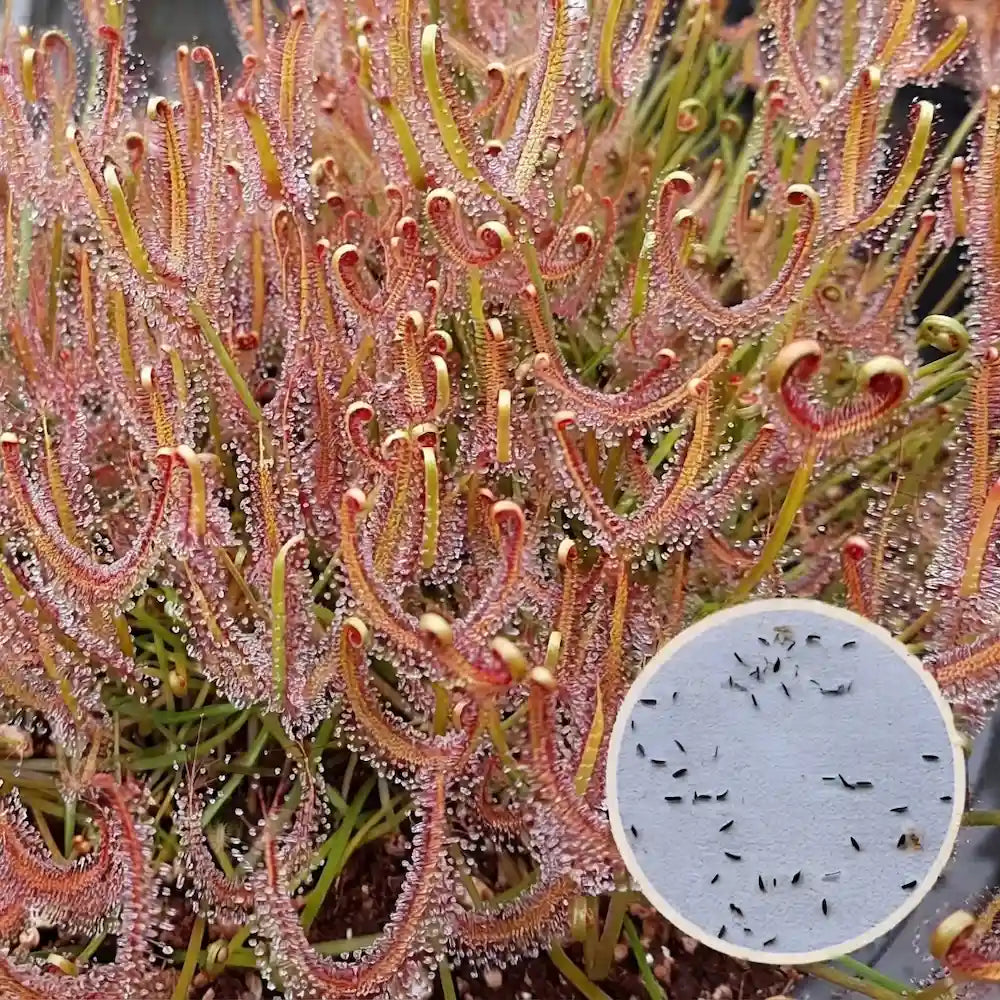 Set Drosera binata (40 zaden + grond + potje) Zonnedauw