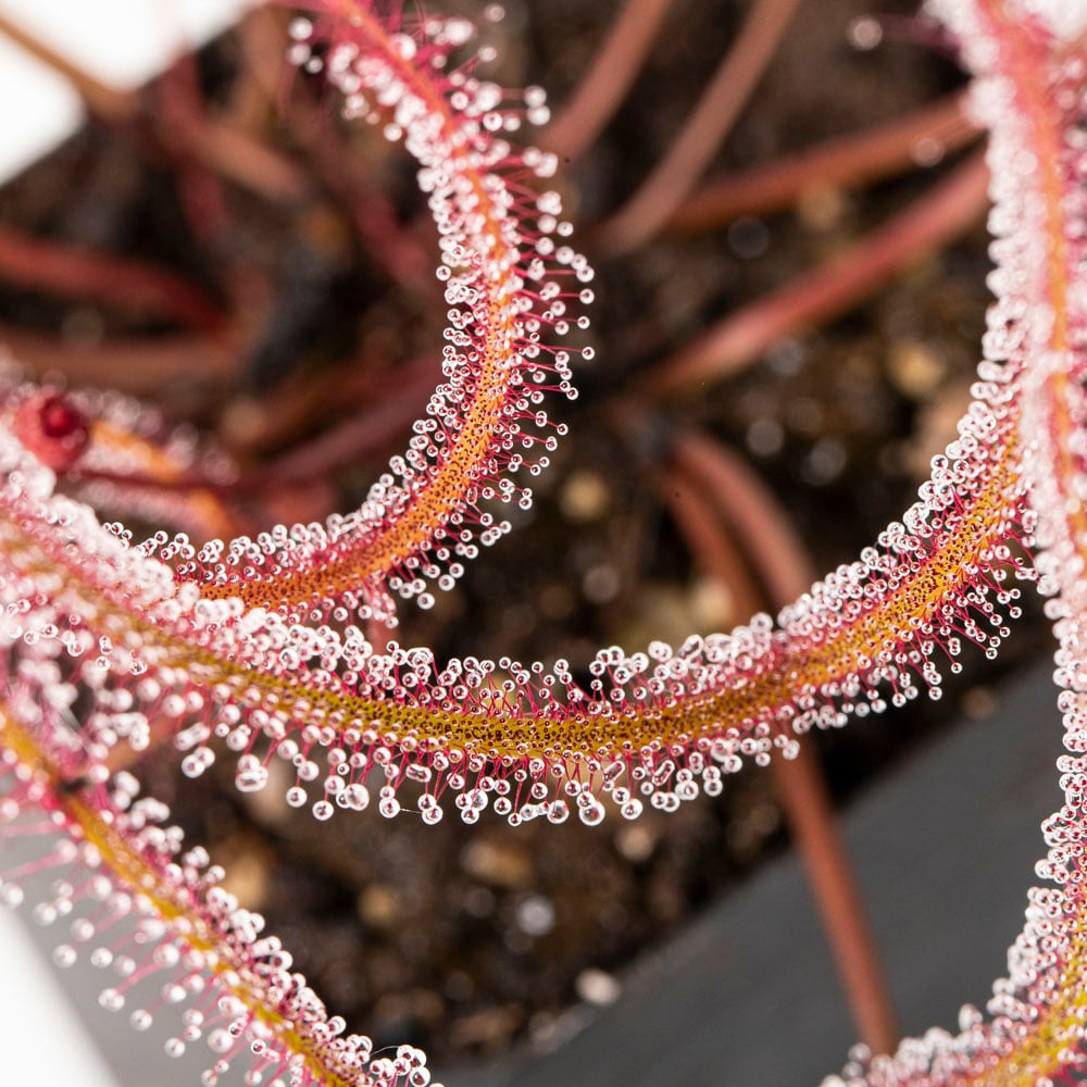 D. binata