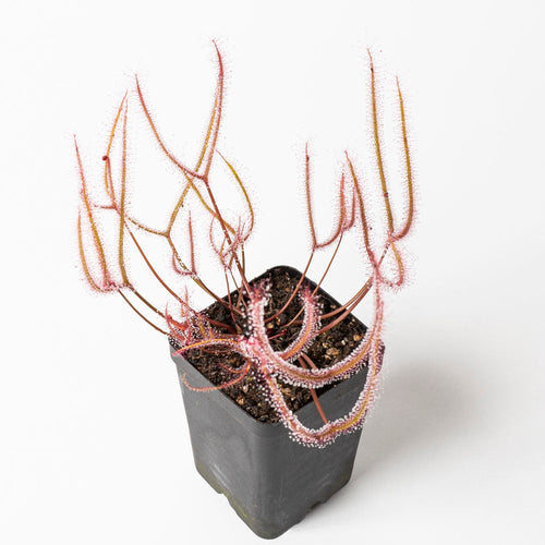D. binata