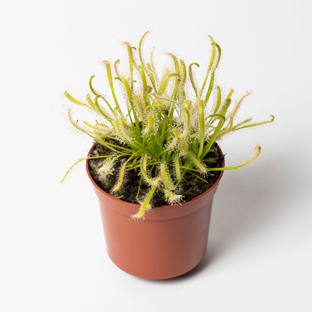 Drosera-Indoor-Paket