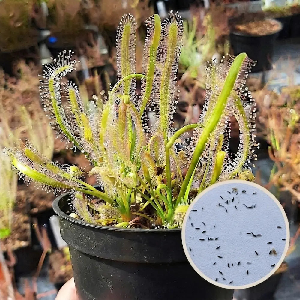 Set Drosera capensis alba (60 zaden + grond + potje) Zonnedauw