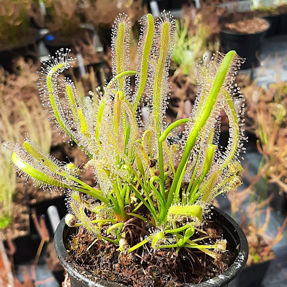 D. capensis "alba"