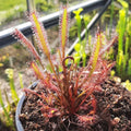 D. capensis "All red"