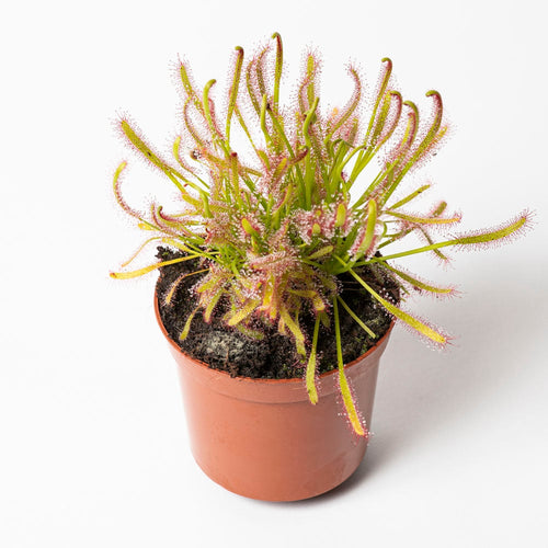 D. capensis