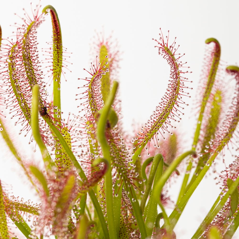 D. capensis