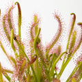 D. capensis