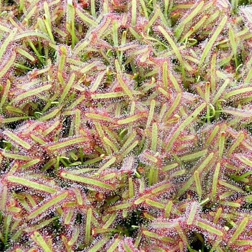 D. capensis