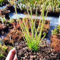 D. filiformis