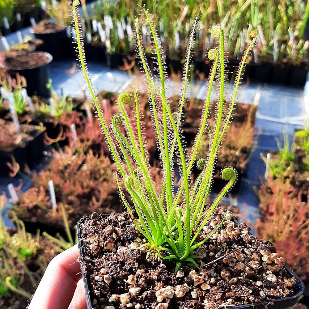D. filiformis