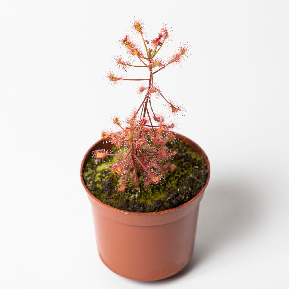 D. madagascariensis