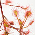 D. madagascariensis