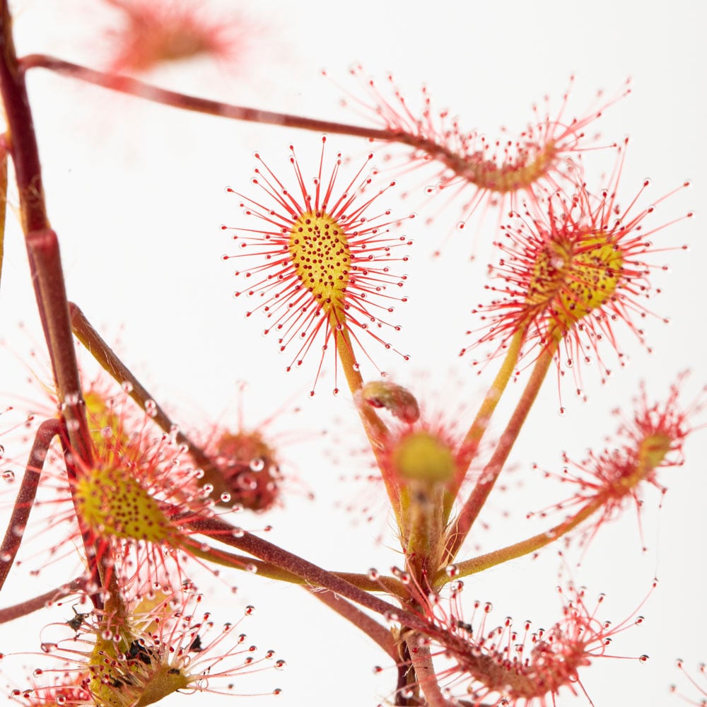 D. madagascariensis
