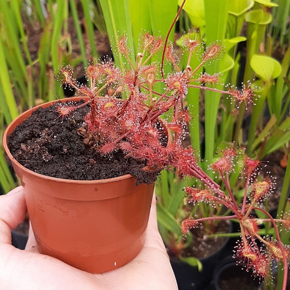 D. madagascariensis