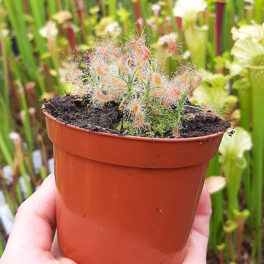 D. scorpioides