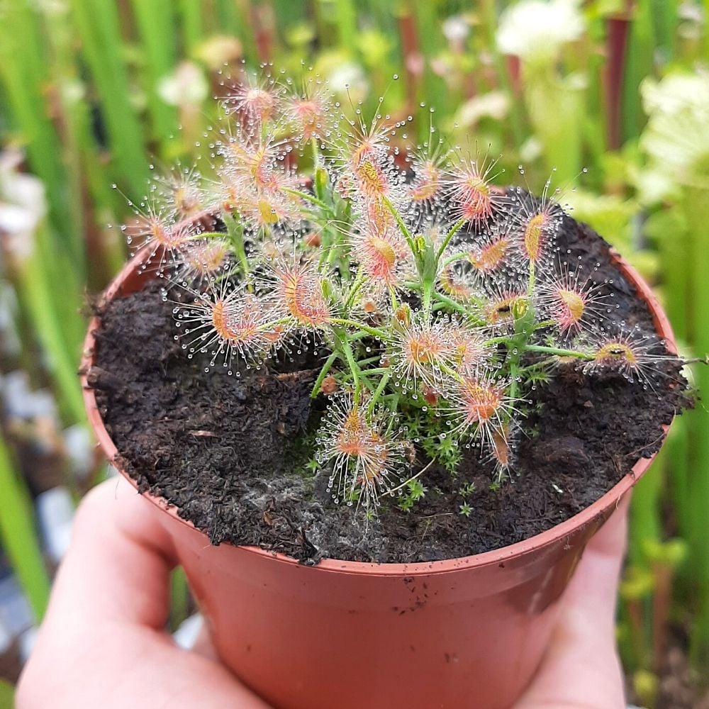 D. scorpioides