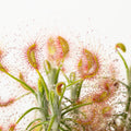 D. scorpioides