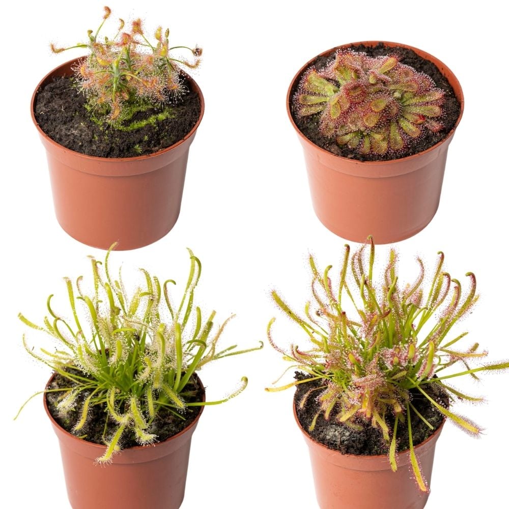 Drosera-Indoor-Paket