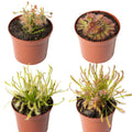 Drosera-Indoor-Paket