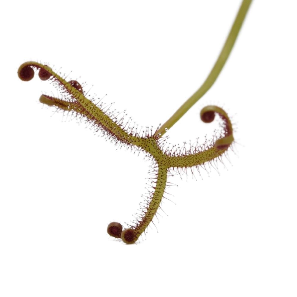 D. binata, Coles Bay, Tasmania