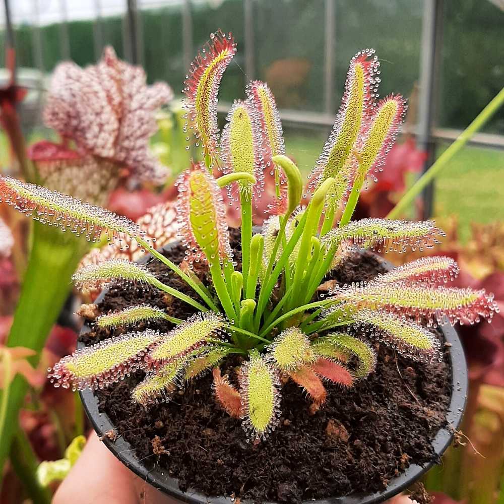 D. capensis, Bainskloof Pass, South Africa (wide leaf)