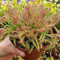 D. capensis, „Breitblättrig“