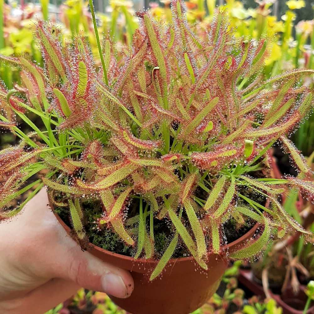D. capensis, „Breitblättrig“