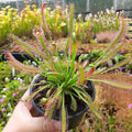 D. capensis, Ceres, South Africa