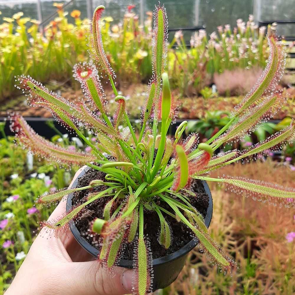 D. capensis, Ceres, South Africa
