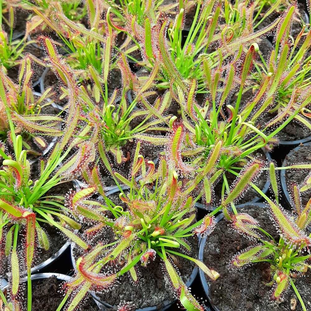 D. capensis, Ceres, South Africa